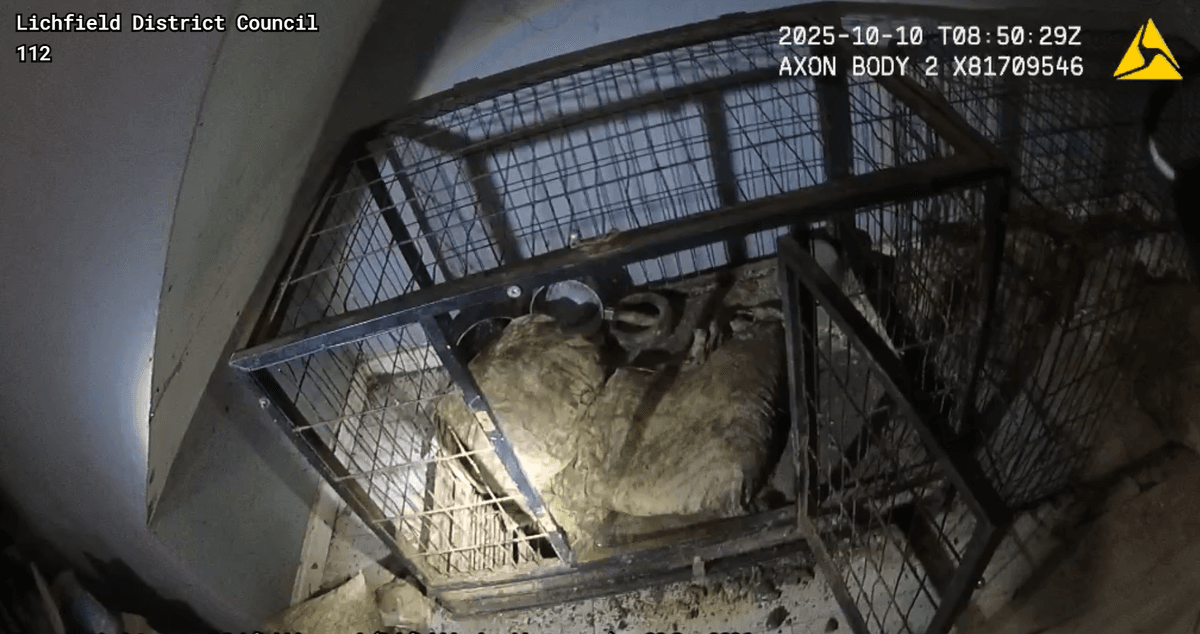 Dog cages photographed during the Lichfield District Council investigation at a Reynolds Close property